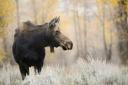 Wyoming Moose