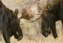 Wyoming Moose Calves